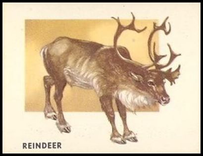131 Reindeer